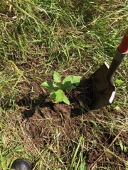 Oak transplant